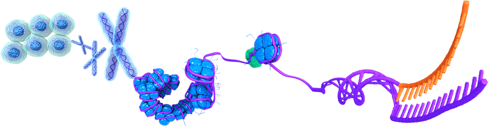 Dna Genome