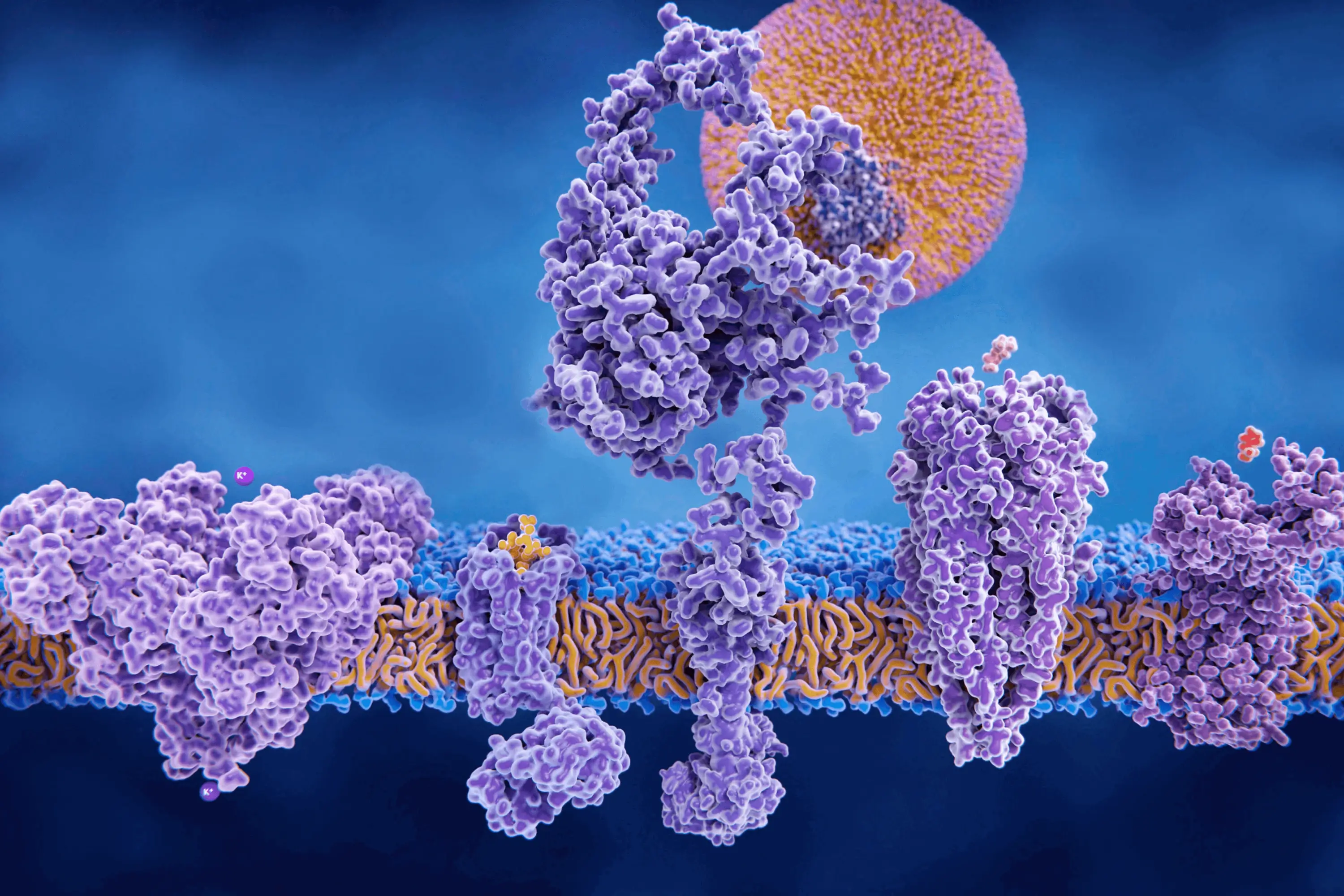 Proteomics - Protein structures and interactions in cellular membranes