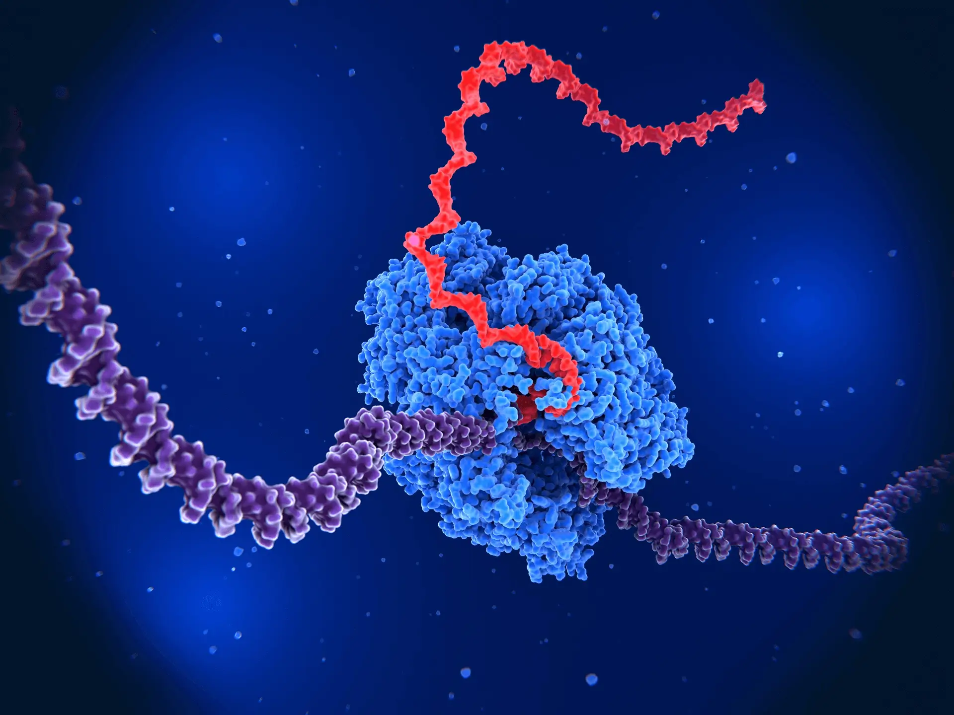 Transcriptomics - RNA expression analysis and gene regulation patterns